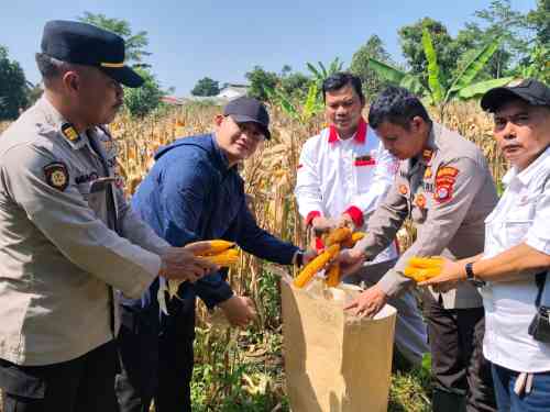 Wakapolsek Cikupa Hadiri Panen Jagung Kuartal II Program 1 Desa 2 Hektare, Dukung Ketahanan Pangan Nasional