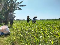 Polsek Sumberasih Pererat Sinergi dengan Petani Demi Sukseskan Ketahanan Pangan Nasional