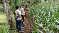 Monitoring Lahan Jagung Terus Digencarkan, Polsek Tongas Dorong Produktivitas Petani