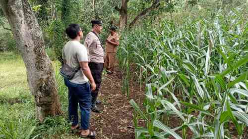 IMG-20260708-WA0152 Monitoring Lahan Jagung Terus Digencarkan, Polsek Tongas Dorong Produktivitas Petani