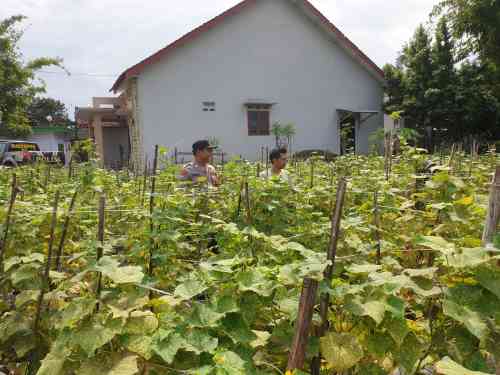 IMG-20260708-WA0212 Aksi Nyata Polsek Sukodono di Sawah, Produktivitas Petani dan Ketahanan Pangan Jadi Prioritas