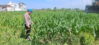 Dari Sawah hingga Pekarangan, Kapolsek Yosowilangun Gencarkan Gerakan Ketahanan Pangan
