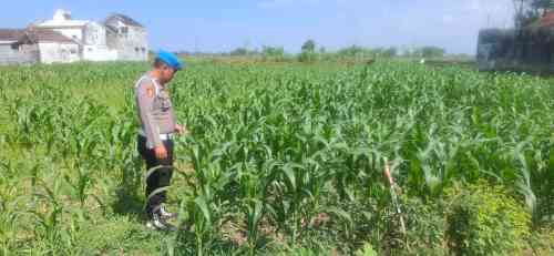 IMG-20260709-WA0242 Dari Sawah hingga Pekarangan, Kapolsek Yosowilangun Gencarkan Gerakan Ketahanan Pangan