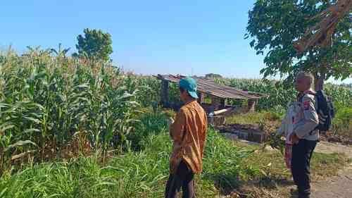 Ketahanan Pangan Nasional Diperkuat, Polsek Sumberasih Rutin Pantau Lahan Jagung Petani