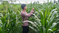 Program Ketahanan Pangan Nasional Diperkuat, Bhabinkamtibmas Polsek Pasirian Terjun Langsung ke Lapangan