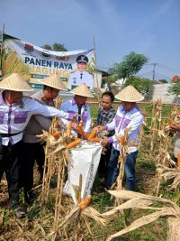 Polsek Cikupa Dukung Program Ketahanan Pangan, Bhabinkamtibmas Desa Budimulya Hadiri Panen Jagung Kuartal II Program 1 Desa 2 Hektare