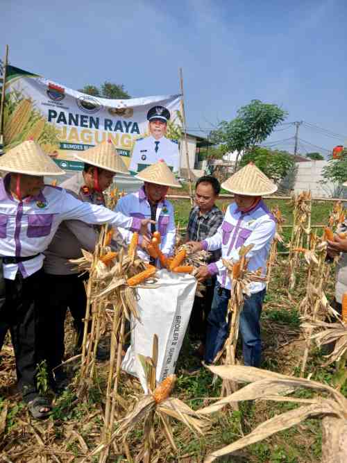 IMG-20260713-WA0009 Polsek Cikupa Dukung Program Ketahanan Pangan, Bhabinkamtibmas Desa Budimulya Hadiri Panen Jagung Kuartal II Program 1 Desa 2 Hektare