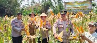 Wakapolsek Cikupa Hadiri Panen Jagung Program 1 Desa 2 Hektar di Pasir Jaya, Perkuat Ketahanan Pangan Nasional