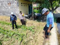 Polres Probolinggo Kota Kawal Ketahanan Pangan, Polsubsektor Kanigaran Monitoring Jagung Milik Petani