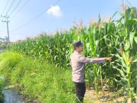 Polsek Sumbersuko Kawal Sektor Pertanian, Produktivitas Jagung Mojosari Terus Dipantau