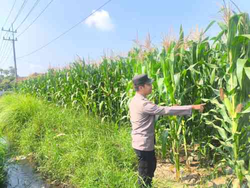 Polsek Sumbersuko Kawal Sektor Pertanian, Produktivitas Jagung Mojosari Terus Dipantau