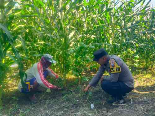 IMG-20260714-WA0118 Polsek Kunir Bersama Warga Sukosari Perkuat Ketahanan Pangan Melalui Pekarangan Bergizi