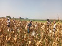 Ketahanan Pangan Jadi Fokus, Polsek Wonoasih Intensifkan Dialog Bersama Petani Kota Probolinggo