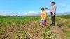 Dari Lahan ke Ketahanan Pangan, Polsek Sumberasih Aktif Dampingi Petani Tingkatkan Produksi Jagung