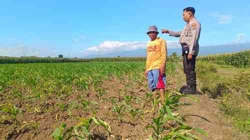 Dari Lahan ke Ketahanan Pangan, Polsek Sumberasih Aktif Dampingi Petani Tingkatkan Produksi Jagung