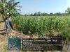 Polsek Sumberasih Pastikan Tanaman Jagung Berkembang Baik, Ketahanan Pangan Jadi Fokus