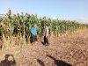 Polsek Sumberasih Dampingi Petani, Lahan Jagung 3,5 Hektare Berpotensi Panen Maksimal