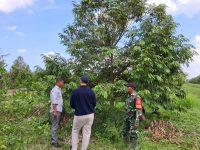 Babinsa Koramil 0908-03/Anggana Perkuat Ketahanan Pangan Melalui Komsos Bersama Petani Durian