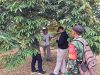Babinsa Koramil 0908-03/Anggana Perkuat Ketahanan Pangan Melalui Komsos Bersama Petani Durian Babinsa Koramil 0908-03/Anggana Perkuat Ketahanan Pangan Melalui Komsos Bersama Petani Durian