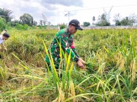 Babinsa Turun ke Sawah, Wujud Nyata TNI Dukung Ketahanan Pangan Nasional
