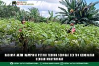 Babinsa Aktif Dampingi Petani Terong Sebagai Bentuk Kedekatan Dengan Masyarakat