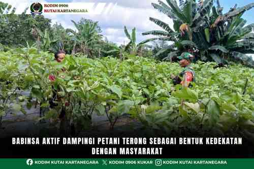 foto website - 2026-07-13T120044.398 Babinsa Aktif Dampingi Petani Terong Sebagai Bentuk Kedekatan Dengan Masyarakat