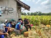 Wujud Nyata Dukungan Hanpangan, Babinsa Kanigoro Turun Ke Sawah Bantu Petani Panen Jagung