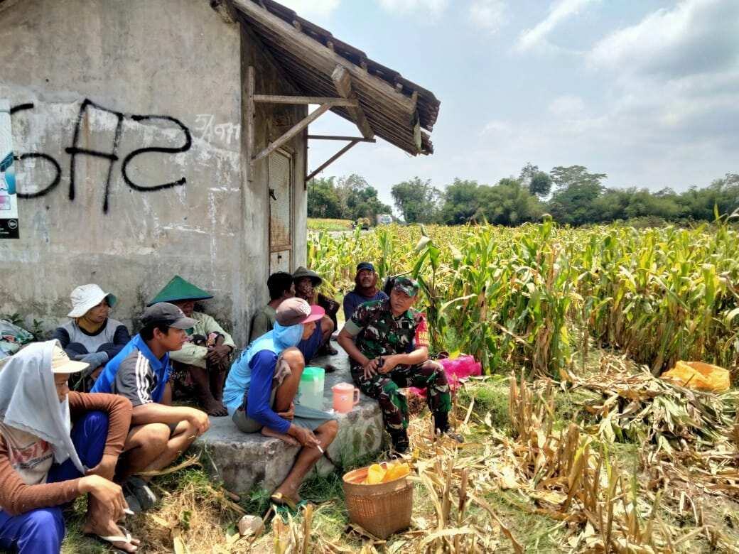 02 Wujud Nyata Dukungan Hanpangan, Babinsa Kanigoro Turun Ke Sawah Bantu Petani Panen Jagung