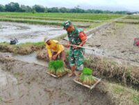 Dukung Ketahanan Pangan, Babinsa Koramil Doko Dampingi Petani Tanam Padi di Desa Plumbagan