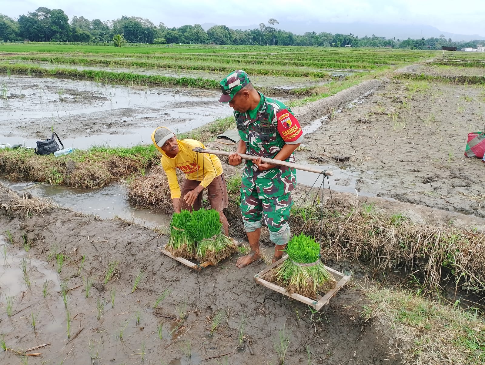 02 Dukung Ketahanan Pangan, Babinsa Koramil Doko Dampingi Petani Tanam Padi di Desa Plumbagan