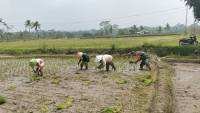 Dukung Ketahanan Pangan, Serka Abdul Salam Turun ke Sawah Bantu Petani Tanam Padi Di Ngadirenggo