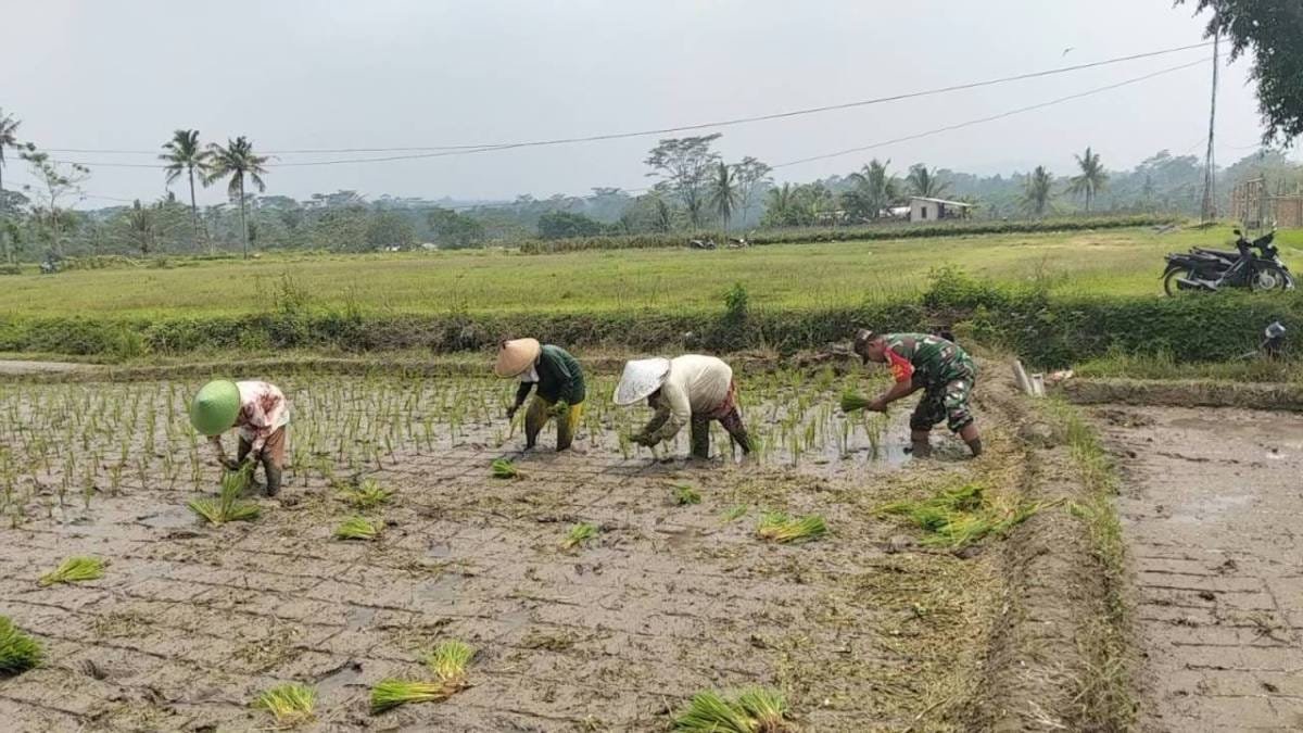 04 Dukung Ketahanan Pangan, Serka Abdul Salam Turun ke Sawah Bantu Petani Tanam Padi Di Ngadirenggo