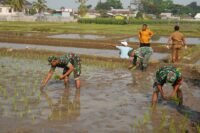 Dukung Swasembada Pangan, Koramil 12/Wlingi dan Poktan Abadi Gelar Tanam Padi Serentak Merdeka