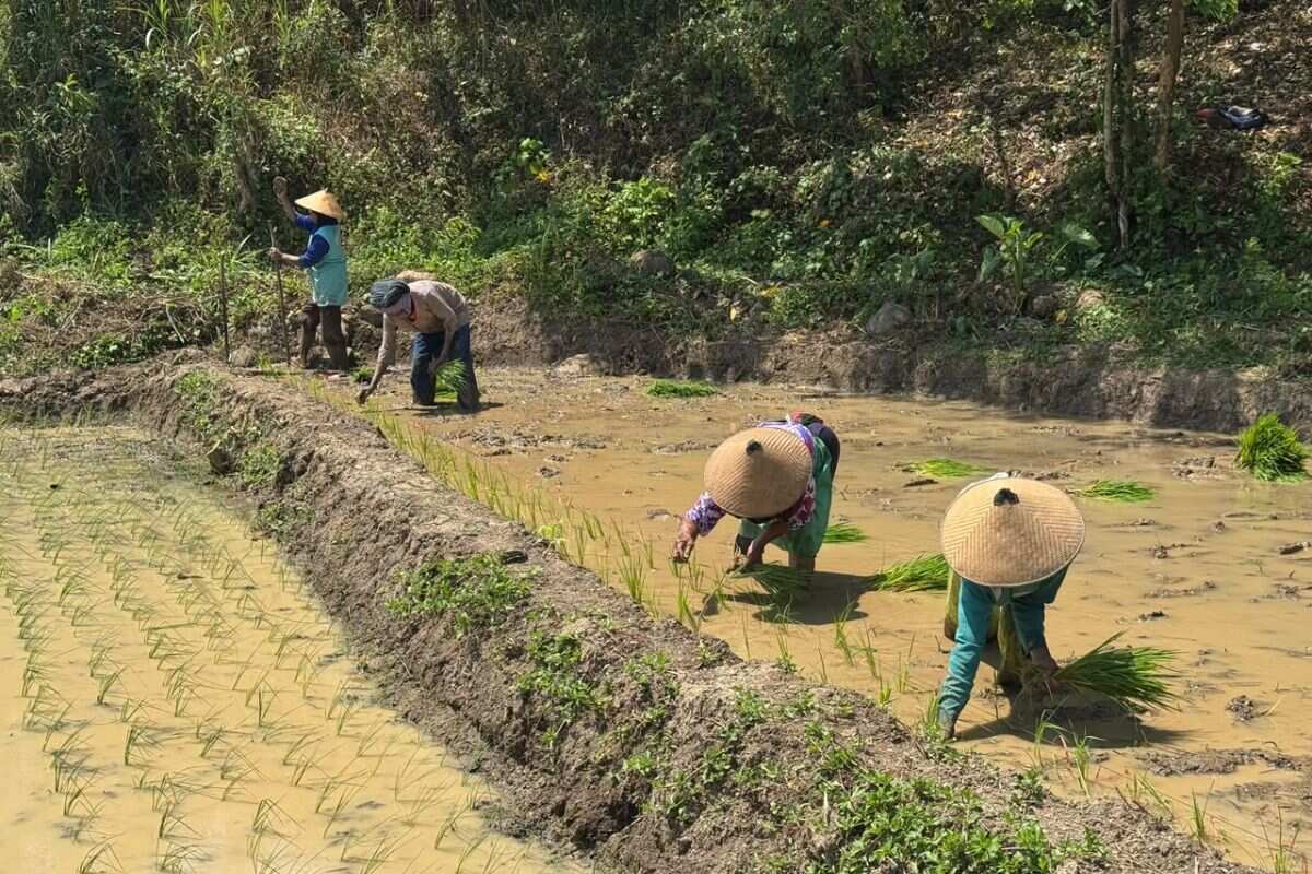 Inovasi Pertanian Berkelanjutan di Semarang