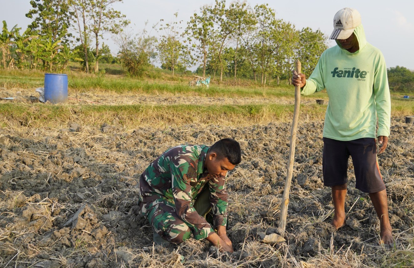 IMG-20260810-WA0096 Menabur Bibit, Memupuk Kemanunggalan: Aksi Serda Rizky Turun Sawah di TMMD 129 Bojonegoro