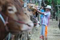 Upaya Pamekasan mendukung swasembada daging dengan sapi Madura