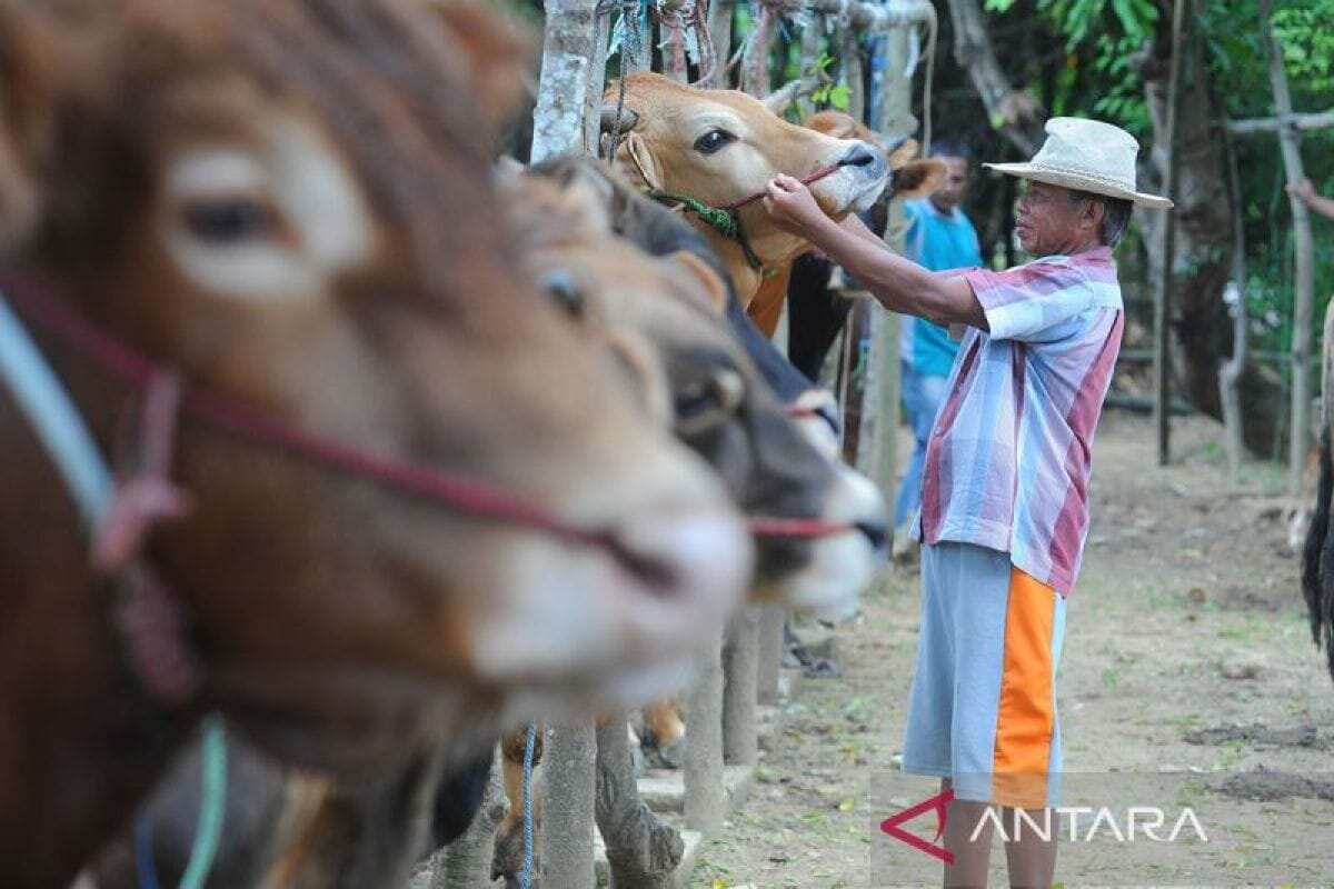 Upaya Pamekasan mendukung swasembada daging dengan sapi Madura Upaya Pamekasan mendukung swasembada daging dengan sapi Madura