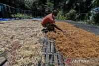 Pemkab Tanimbar-BRIN gencarkan edukasi budidaya rumput laut