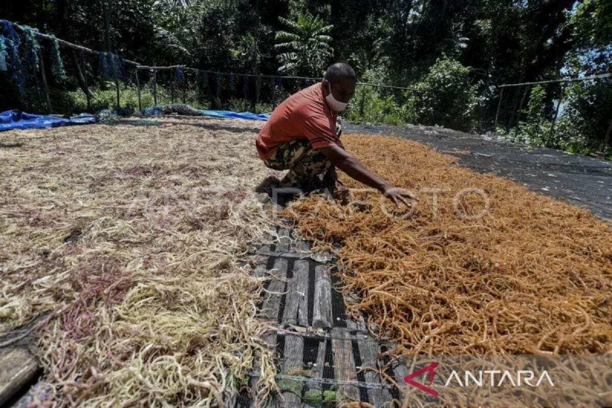 Pemkab Tanimbar-BRIN gencarkan edukasi budidaya rumput laut Pemkab Tanimbar-BRIN gencarkan edukasi budidaya rumput laut