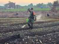 Wujudkan Ketahanan Pangan, Babinsa Desa Sidomulyo Bantu Warga Rawat Tanaman Kangkung