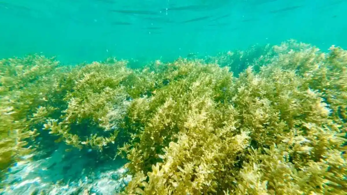 Manfaat Kesehatan Rumput Laut yang Jarang Diketahui