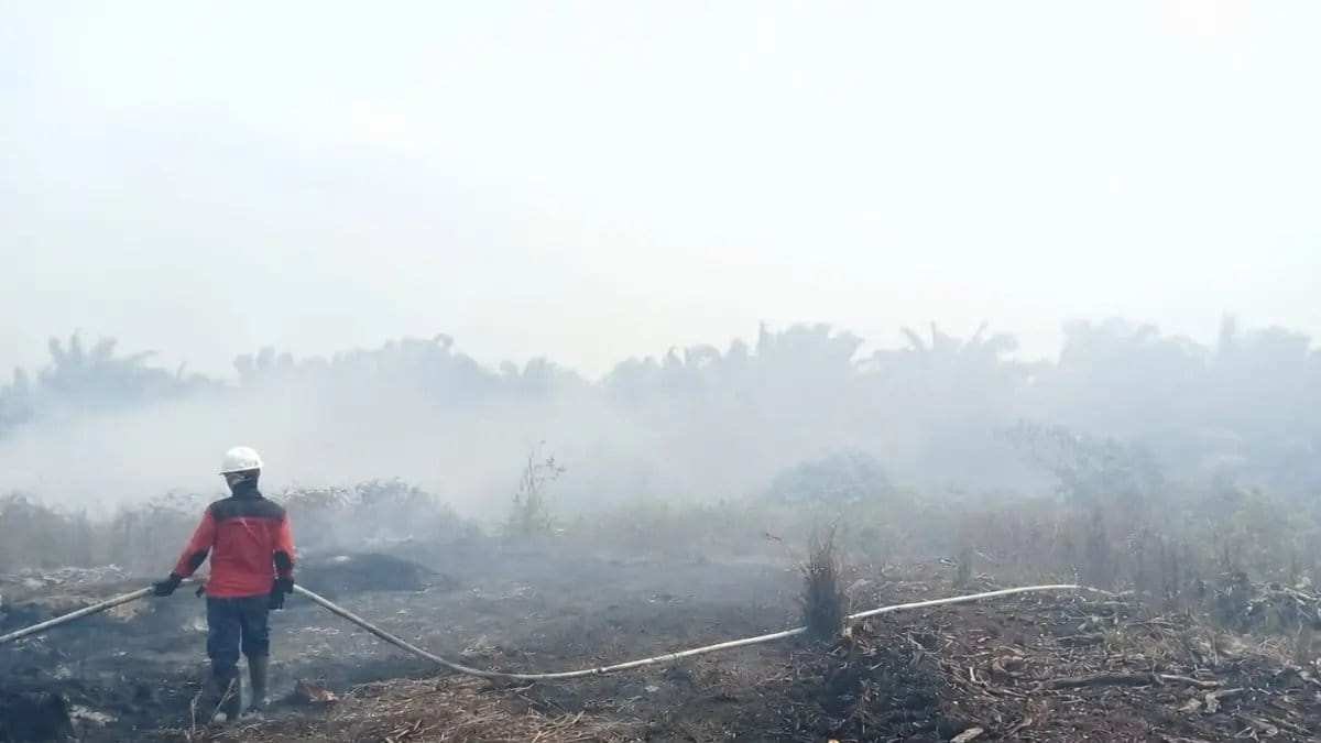 Tepung Ubi dan Karhutla: Mitos yang Harus Dihindari