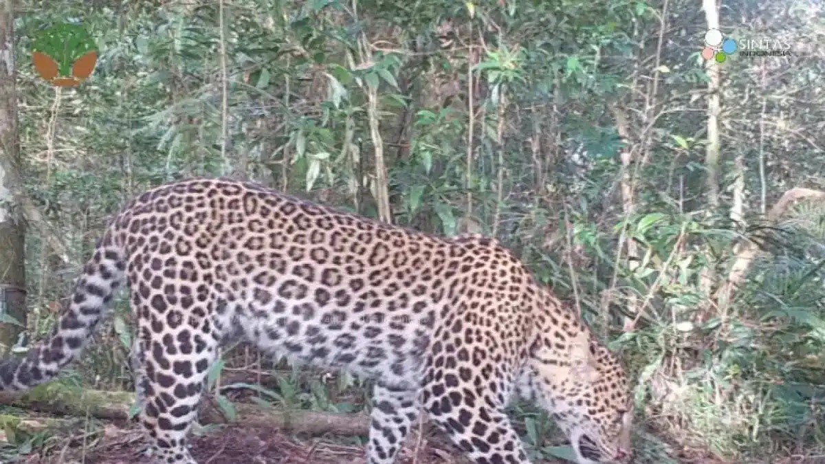 Kehadiran Macan Tutul Jawa dan Ekosistem di Taman Nasional Gunung Halimun Salak
