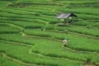 Ancaman Terhadap Lahan Pertanian Indonesia