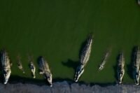 Waspada Serangan Buaya di Pulau Merbau
