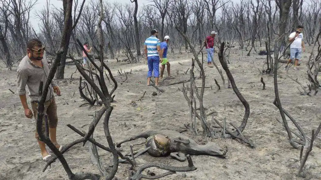 Hukuman Mati Untuk Pelaku Pembakaran Hutan di Aljazair