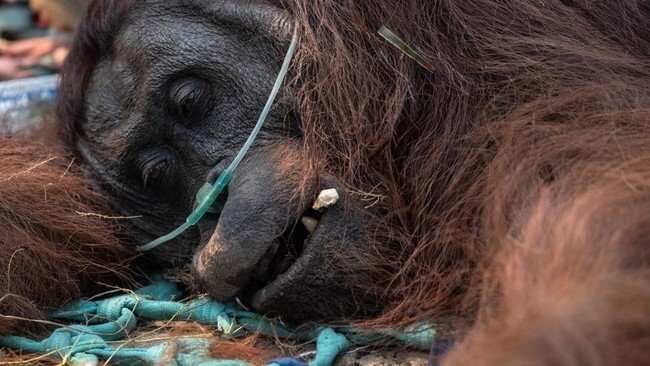 Kondisi Darurat Orang Utan Akibat Karhutla