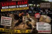 Sabung Ayam Diduga Berlangsung Terbuka di Wungu Madiun, Dugaan Aliran “Amplop” Disorot