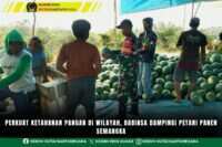 Perkuat Ketahanan Pangan Di Wilayah, Babinsa Dampingi Petani Panen Semangka