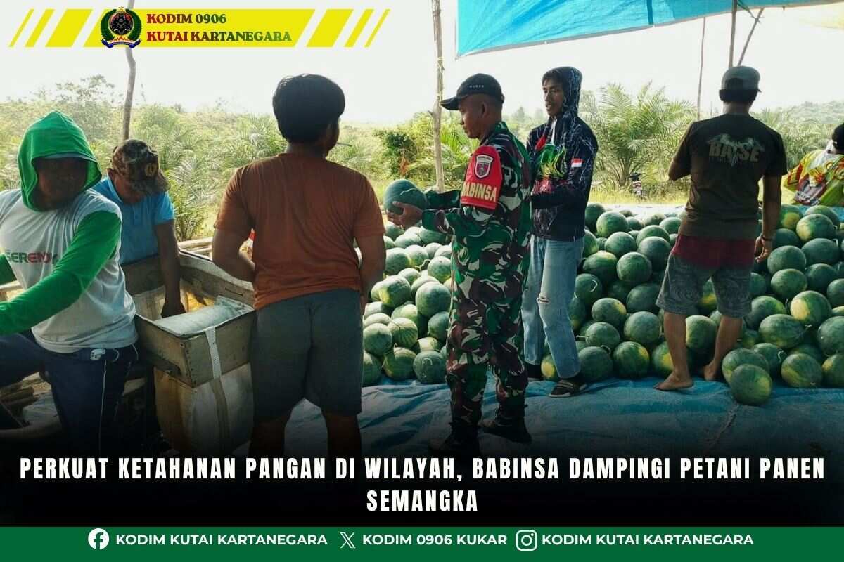 Perkuat Ketahanan Pangan Di Wilayah, Babinsa Dampingi Petani Panen Semangka
